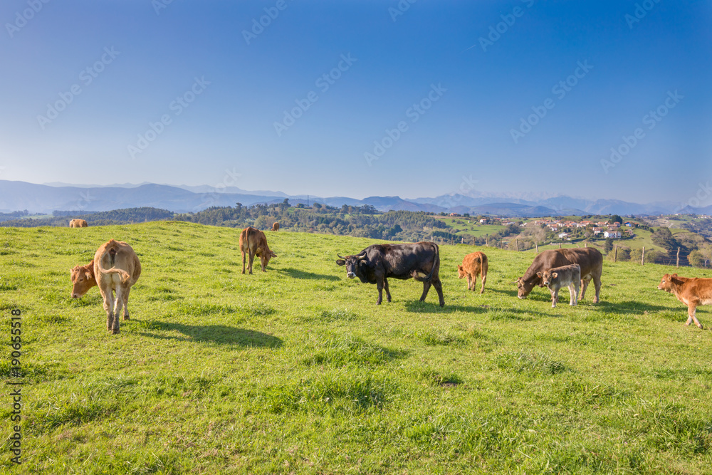 herd of brown and black cows grazing grass in the countryside of mountains in Cantabria, Spain, Europe. One looking at
herd of brown and black cows grazing grass in the countryside of mountains in Cantabria, Spain, Europe. One looking at
