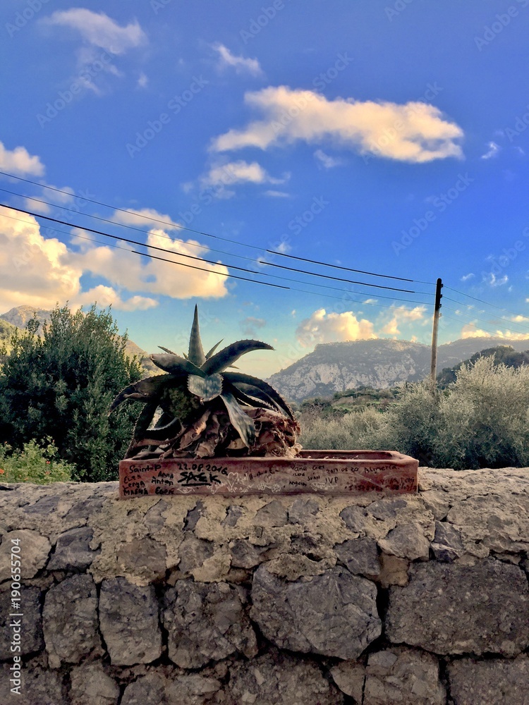 Flower in Valldemossa in Mallorca