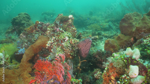 Moray eel on coral reef. Underwater world with corals and tropical fish. Diving and snorkeling in the tropical sea. Travel concept. Bali,Indonesia.