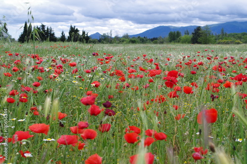 Champ de coquelicot