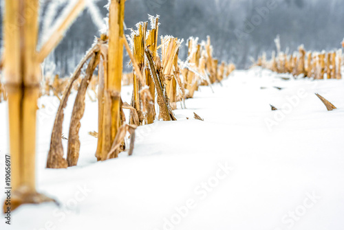 Cut corn stalks on a snow-covered field