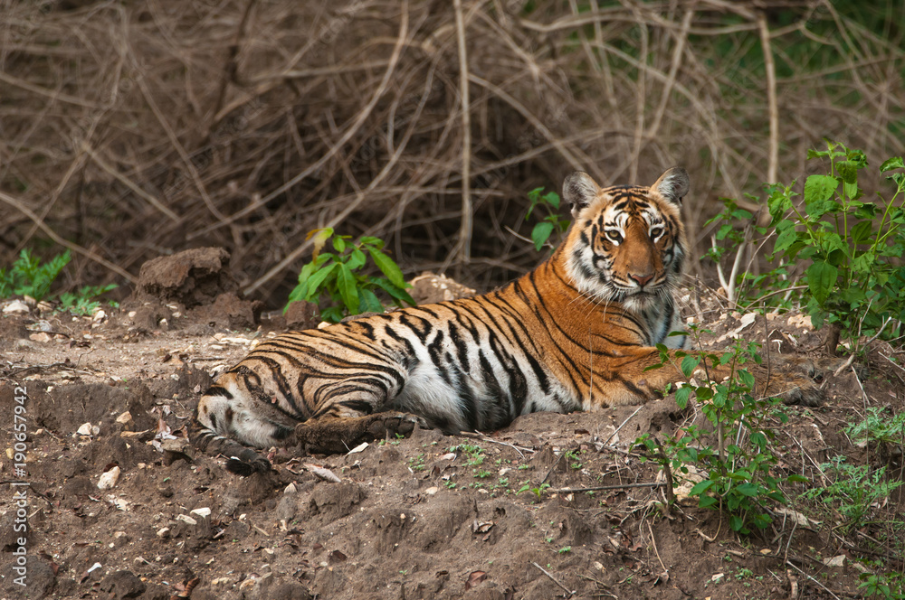 Fototapeta premium tiger sitting in indian forest