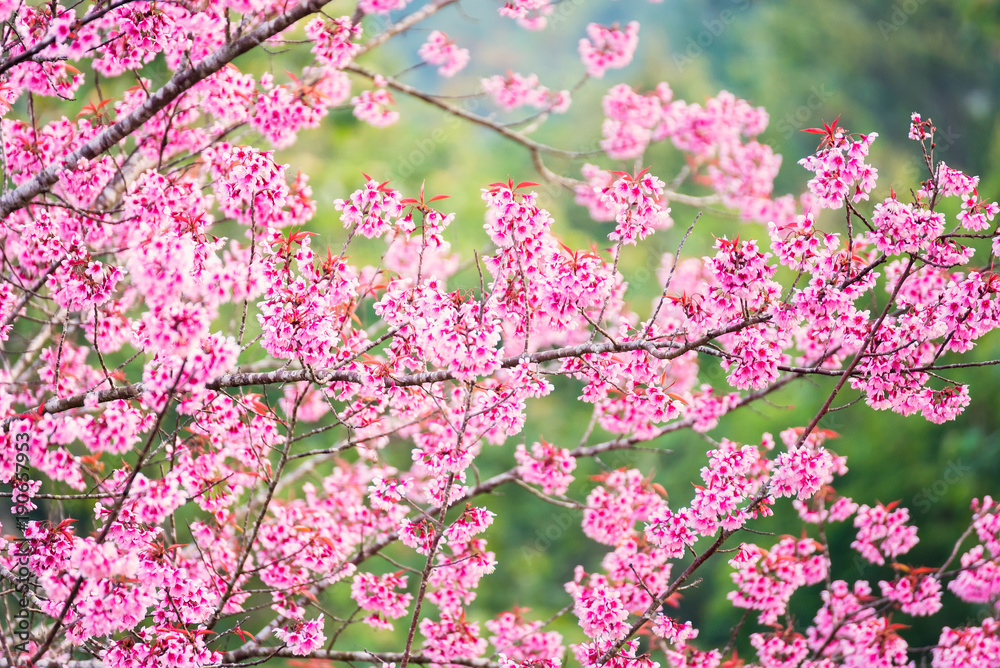 Beautiful pink cherry blossom soft focus.Vivid color of Cherry Blossom or pink Sakura flower flowering once a year at Pu lom lo Thailand. Beautiful pink cherry blossom soft focus.Vivid color of Cherry Blossom or pink Sakura flower flowering once a year at Pu lom lo Thailand.