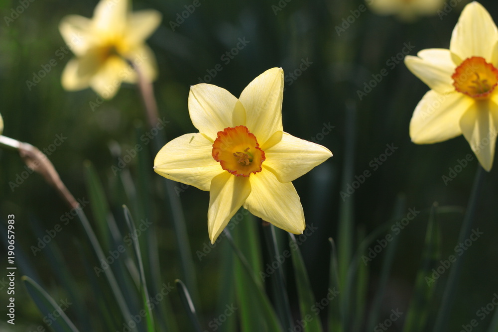 Yellow and white daffodil flower close up in green field background. Yellow and white daffodil flower close up in green field background.