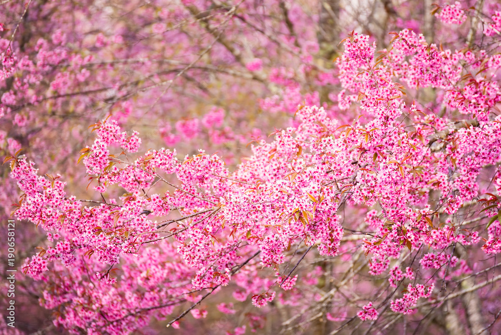 Beautiful pink cherry blossom soft focus.Vivid color of Cherry Blossom or pink Sakura flower flowering once a year at Pu lom lo Thailand.