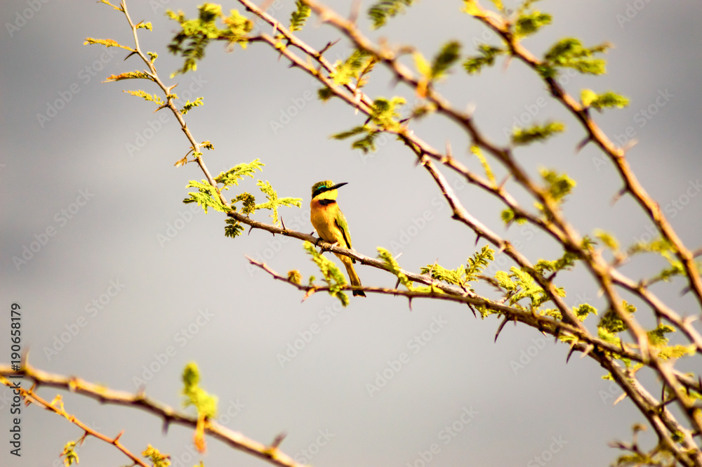 Hummingbird sitting on a black acacia branch in the savannah of Masai Mara Park in northwestern Kenya Hummingbird sitting on a black acacia branch in the savannah of Masai Mara Park in northwestern Kenya