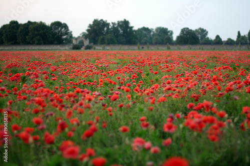 Poppy field with walls and trees in the distance, Italy.