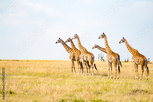 Several Giraffes near Acacias in Masai Mara Park Kenya