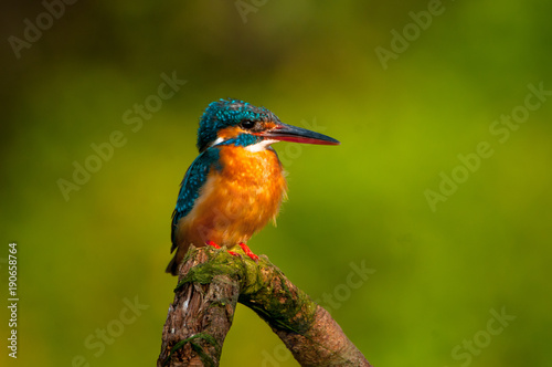portrait, profile, river, photography, perching, nature, perch, perched, riverside, sitting, wild, wildlife, Yorkshire, white, water, stick, twig, natural, male, background, beak, beautiful, avian, an