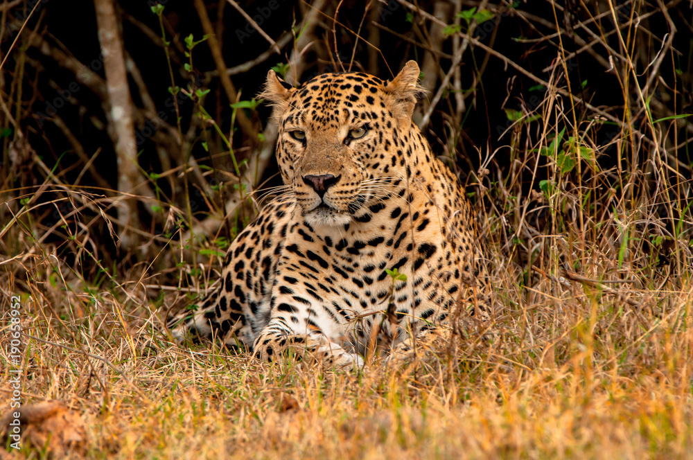 Fototapeta premium indian leopard sitting in indian forest