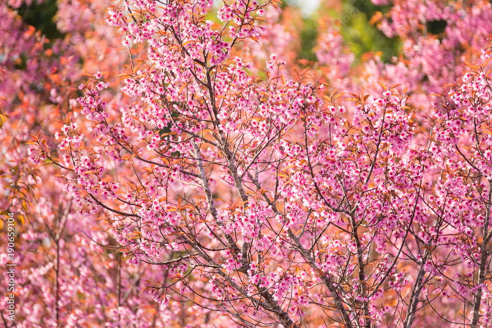 Beautiful pink cherry blossom soft focus.Vivid color of Cherry Blossom or pink Sakura flower flowering once a year at Pu lom lo Thailand. Beautiful pink cherry blossom soft focus.Vivid color of Cherry Blossom or pink Sakura flower flowering once a year at Pu lom lo Thailand.