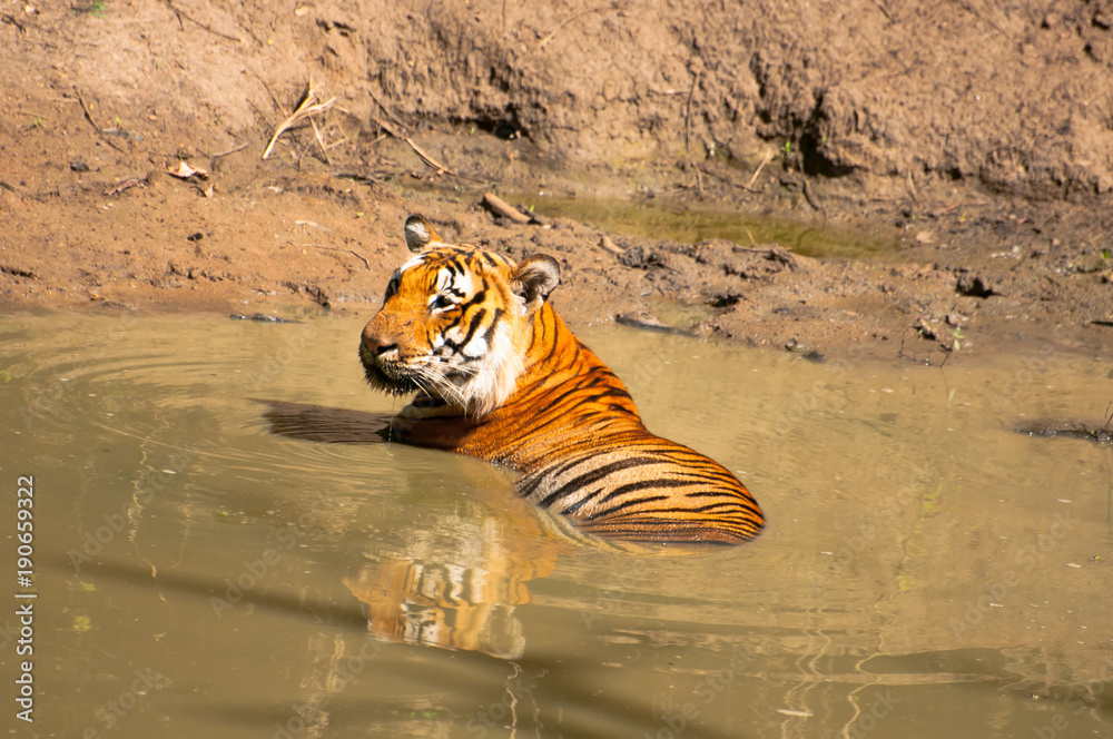 Fototapeta premium indian tiger sitting in water