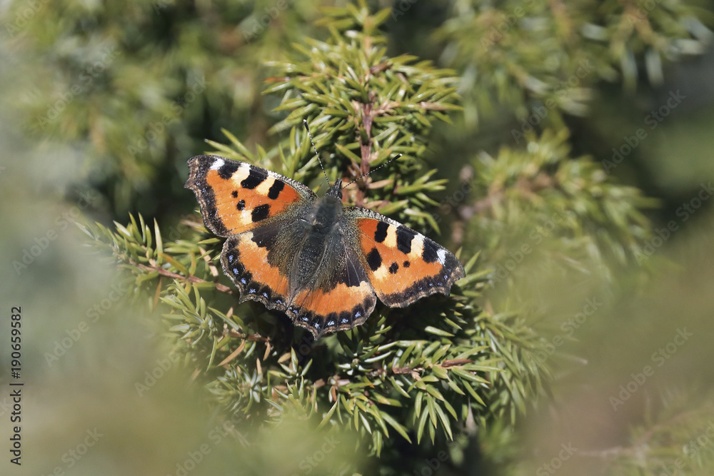 Obraz premium small tortoiseshell 