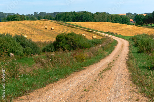 Beautiful road in a field. Wheat field. Spikes on farmland. Cultivation of cereals.