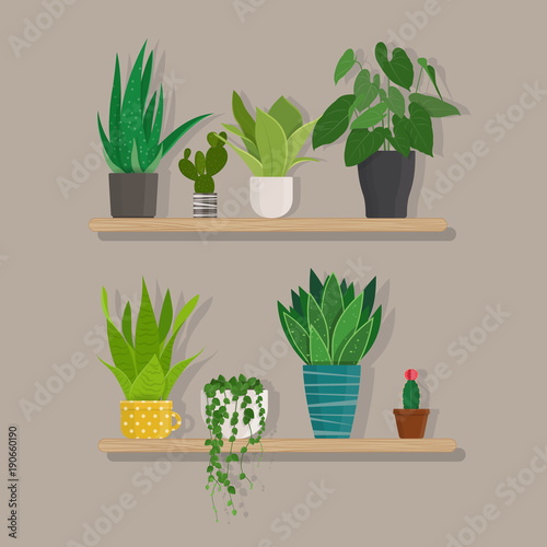 Green indoor house plants in pots on the  wooden shelf