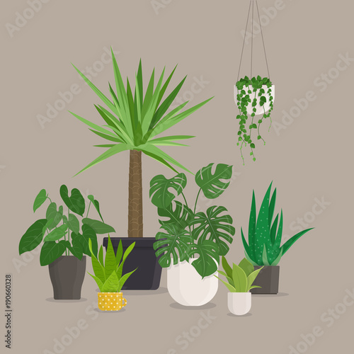 Set of green indoor house plants in pots