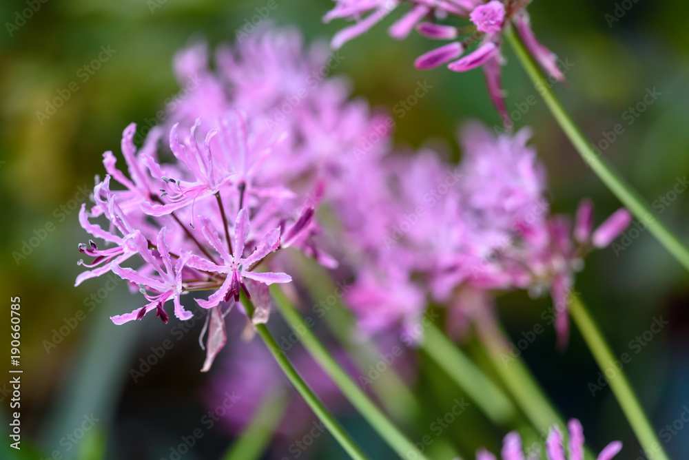 咲き始めたダイヤモンドリリーの花 咲き始めたダイヤモンドリリーの花