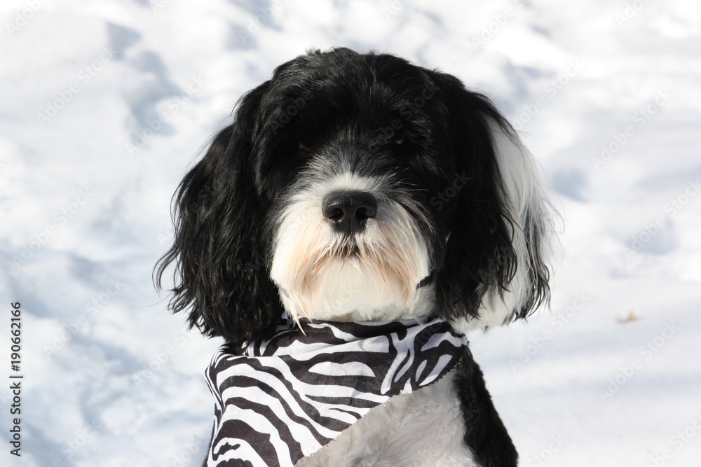 Portuguese Water Dog Portuguese Water Dog