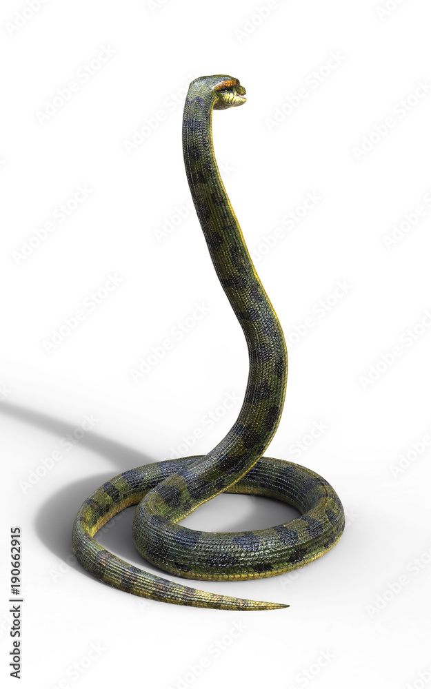 Fototapeta premium 3d Illustration Anaconda, Boa Constrictor The World's Biggest Venomous Snake Isolated on White Background, 3d Rendering