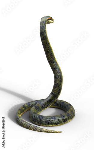 3d Illustration Anaconda, Boa Constrictor The World's Biggest Venomous Snake Isolated on White Background, 3d Rendering