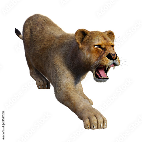 Fototapeta Naklejka Na Ścianę i Meble -  3D Rendering Female Lion on White