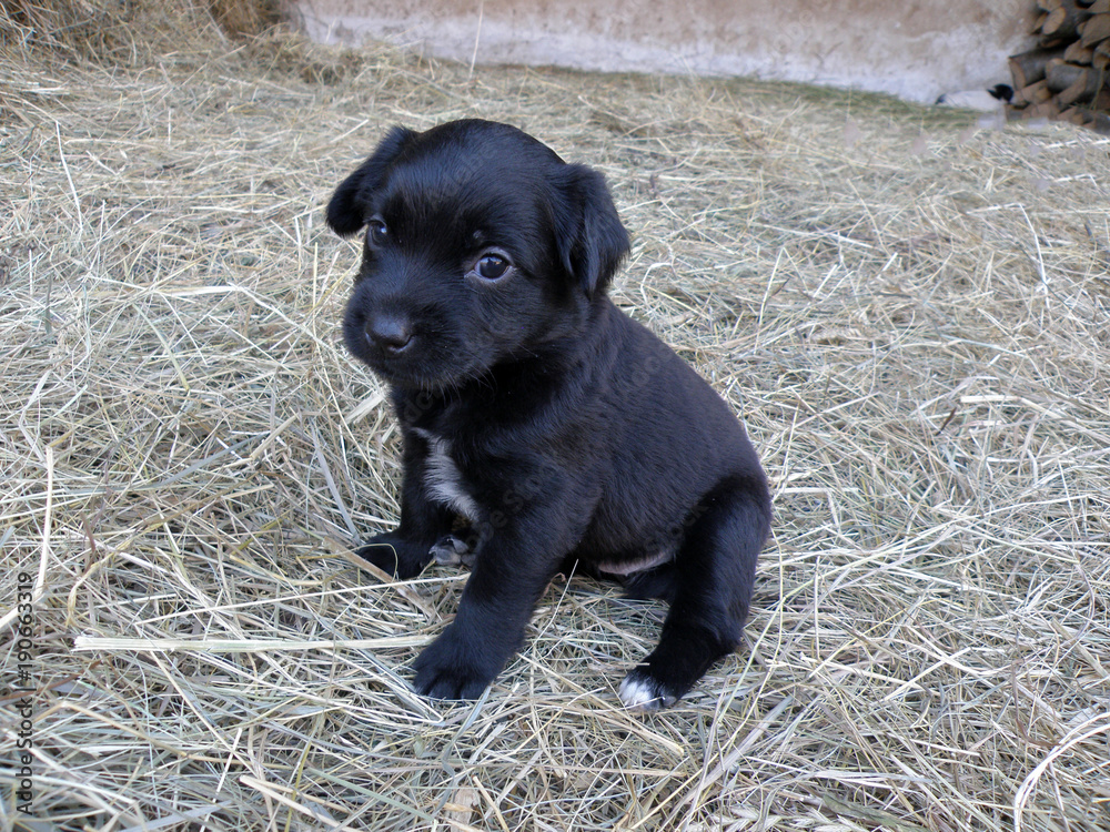Small black dog puppy