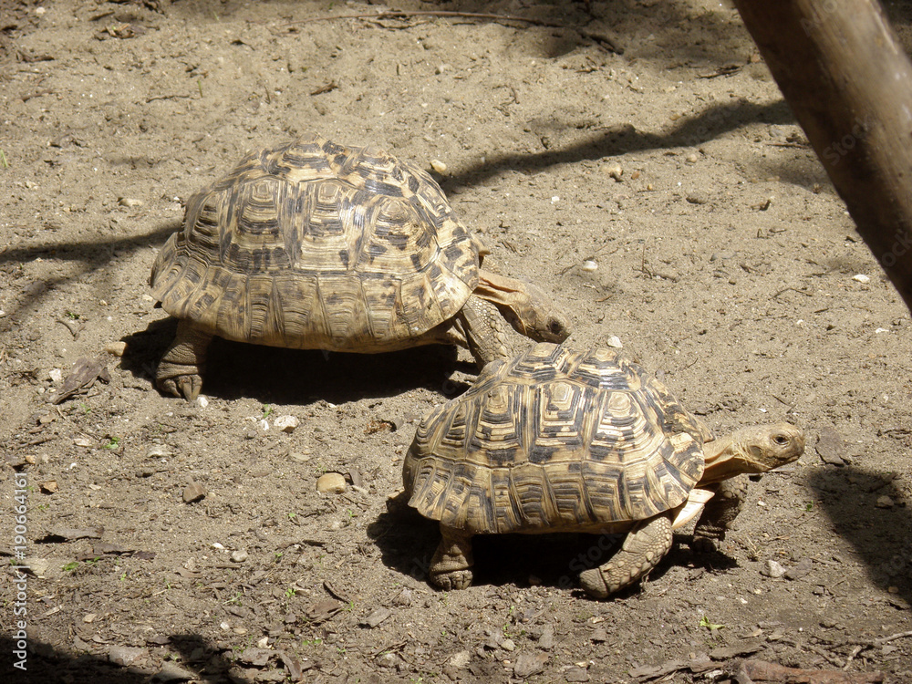 Obraz premium Giant turtles