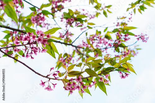 Beautiful pink cherry blossom, Prunus cerasoides