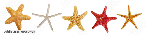 Fotografia Star fish collection