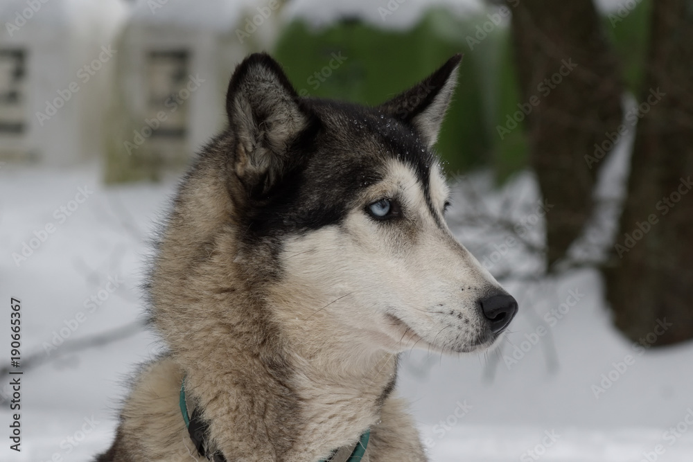 Siberian Husky dog portrait