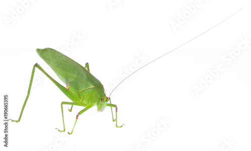 Green grasshopper isolated on white background