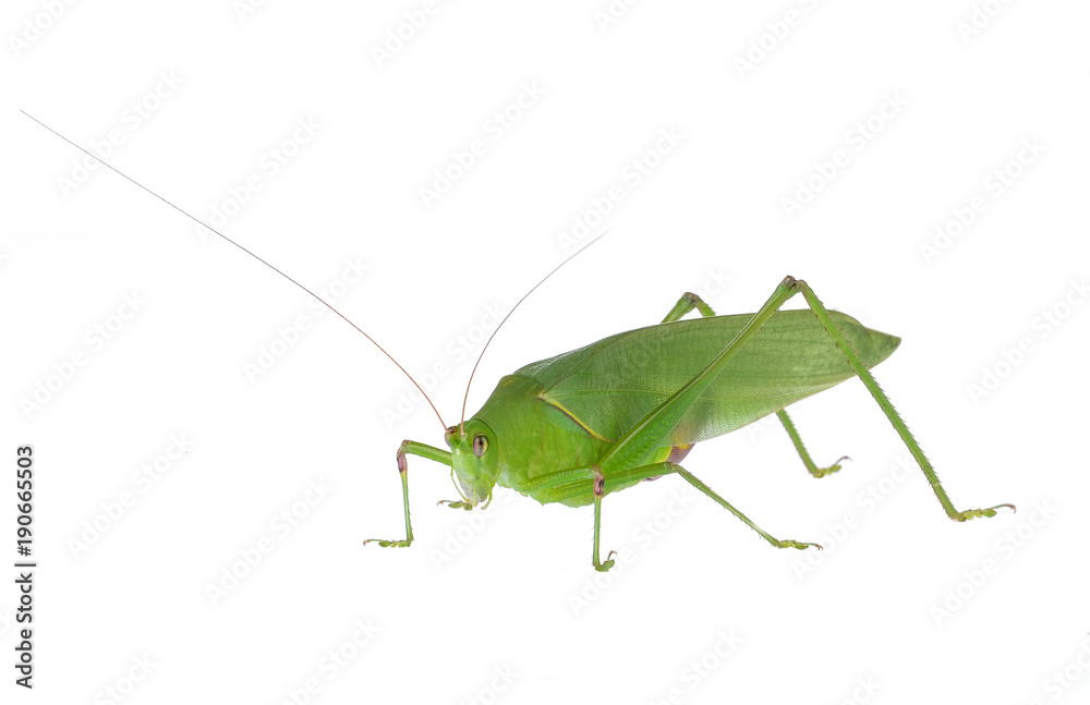 Green grasshopper isolated on white background Green grasshopper isolated on white background