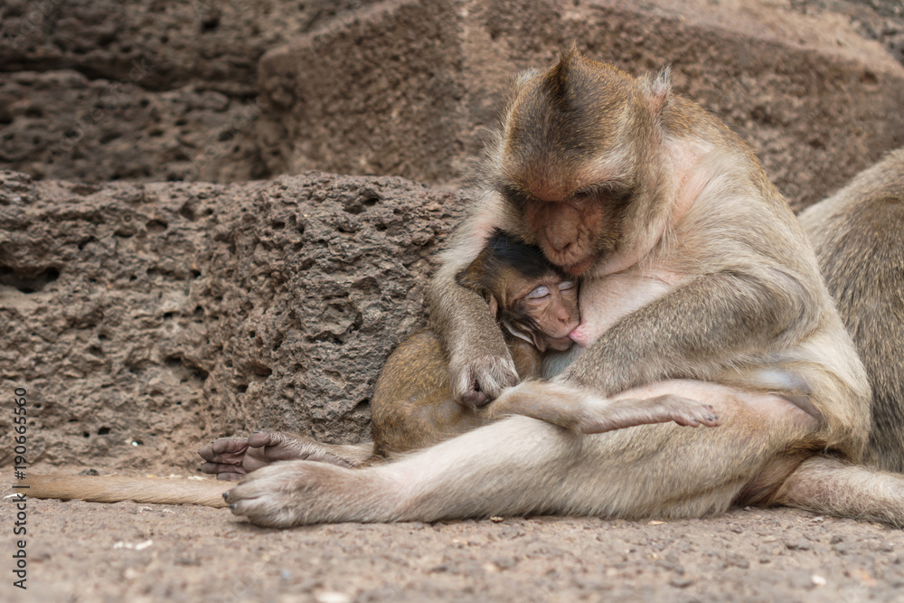 Group of monkeys in Thailand