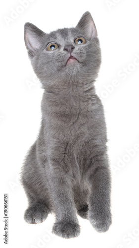 Small kitten playing look up isolated