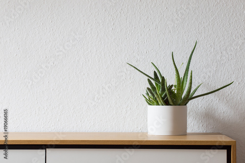Modern living, succulent on sideboard photo