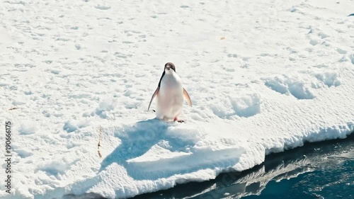 Alone penguin near ocean photo