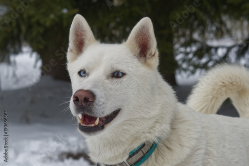 Portrait of husky dog outdoor