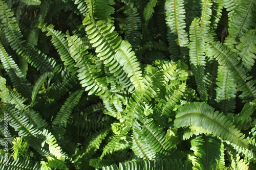 Fern leaves texture in the garden