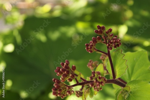 Colorful Senecio Petasitis flowers in the garden