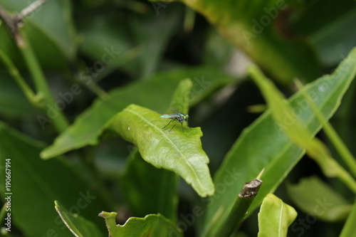 Colorful Bug On The Leaf