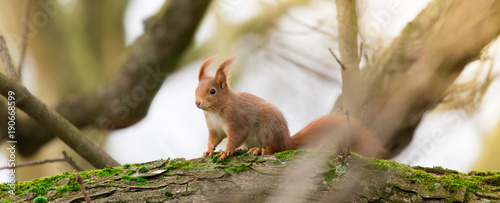 Eichhörnchen auf moosigem Baum
