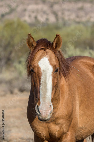 Wild Horse in the Arizona Desert © natureguy