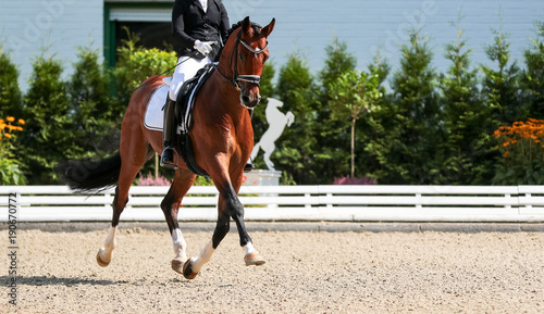 Dressage horse in the test, trot strengthening suspension phase..
