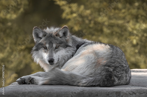 Mexican gray wolf full body portrait laying on a rock in the woods during autumn