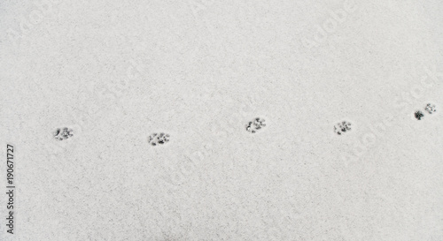 Fresh fox footprints in snow