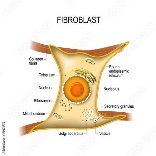 Fibroblast is vital to the skin's strength and elasticity. Structure of cell photo