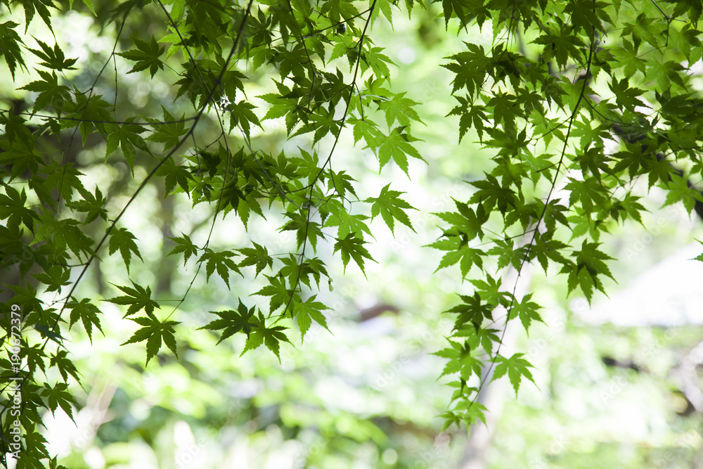 緑・グリーン・花