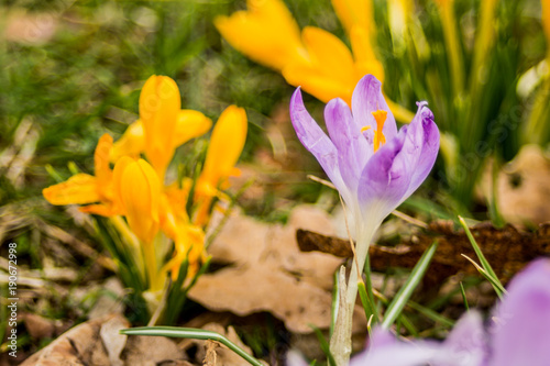 Crocus, plural crocuses or croci is a genus of flowering plants in the iris family. A single crocus, a bunch of crocuses, a meadow full of crocuses, close-up crocus,