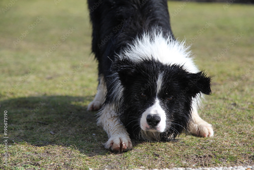 Border collie