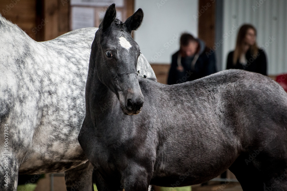 Fototapeta premium Foal and mare